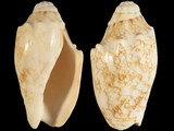 Variation29195