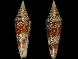 Conus milneedwardsi