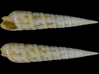 Variation39643