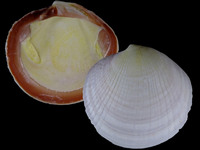9652