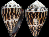 Variation29917