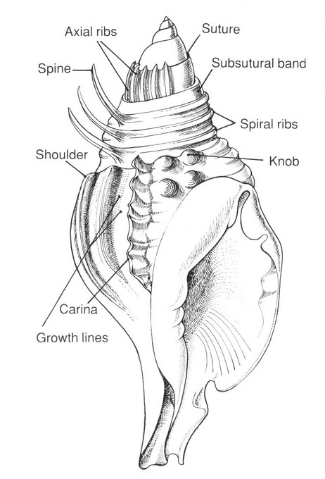 Structures d'une coquille de gastropodes