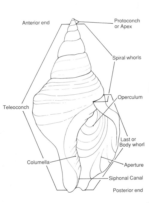 Parties principales d'une coquille de gastropode