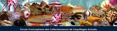 Forum francophone des collectionneurs de coquillages actuels