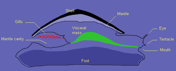 Mollusc anatomy