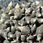 Marine gastropods