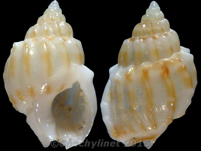 Nassarius subtranslucidus