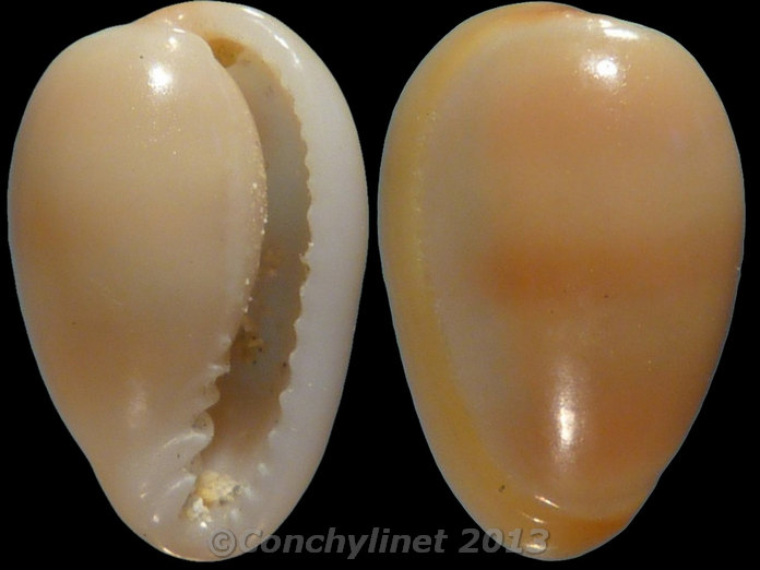 Marginella sarda