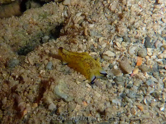 Philinopsis reticulata