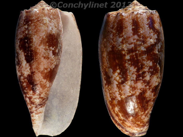 Conus geographus