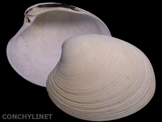 Eurhomalea lenticularis