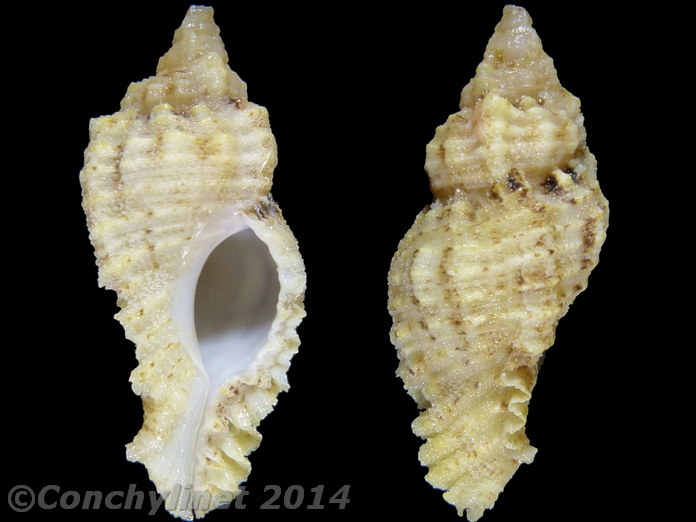 Pterynotus triqueter