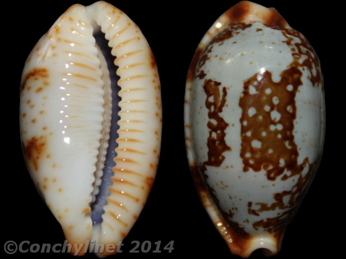Cypraea stolida