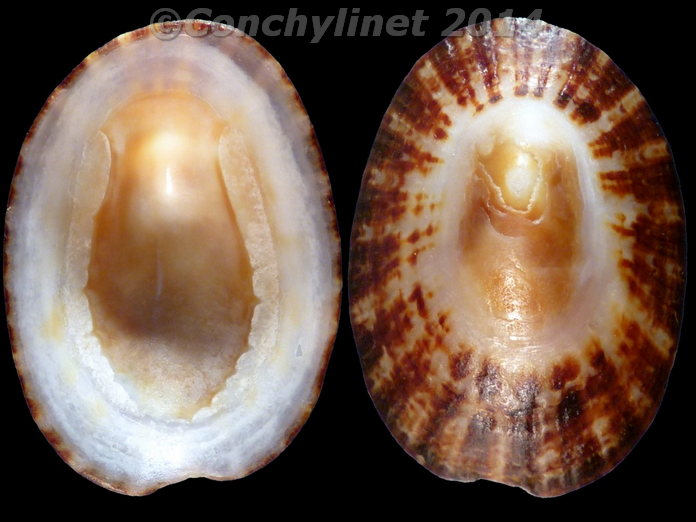 Scutellastra argenvillei