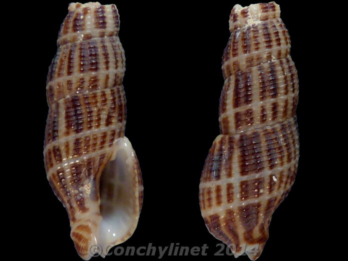 Caducifer truncatus