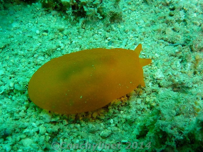 Berthellina citrina