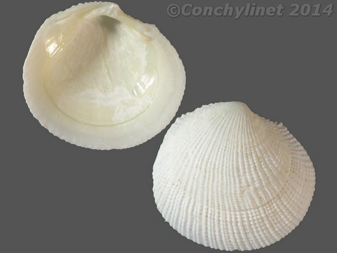 Ctena reevei