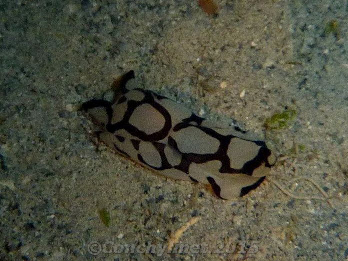 Philinopsis pilsbryi