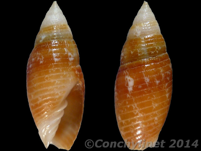 Scabricola fusca