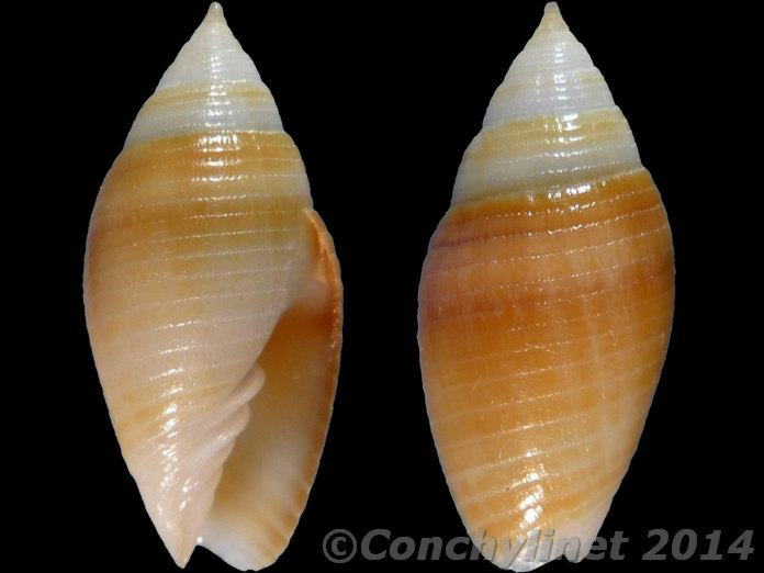 Scabricola limata