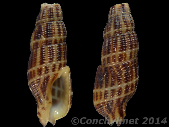 Caducifer truncatus
