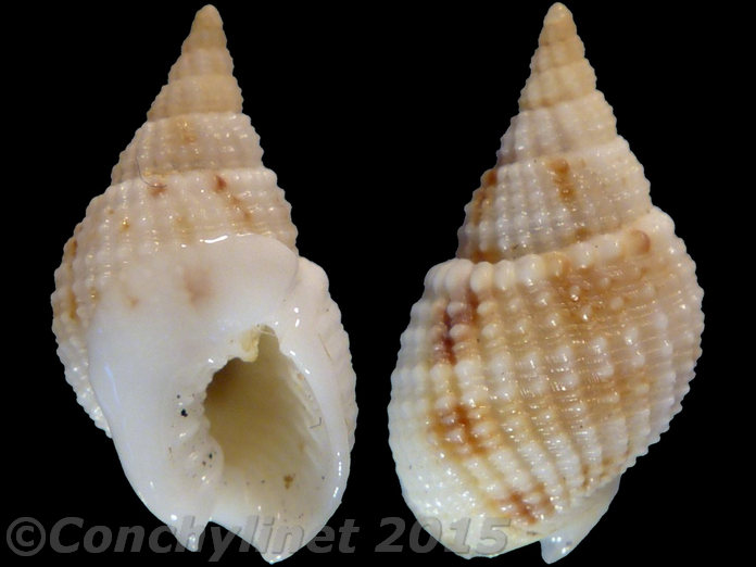 Nassarius candens