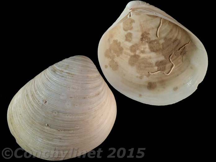 Clementia papyracea