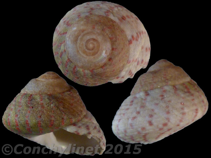 Gibbula rarilineata