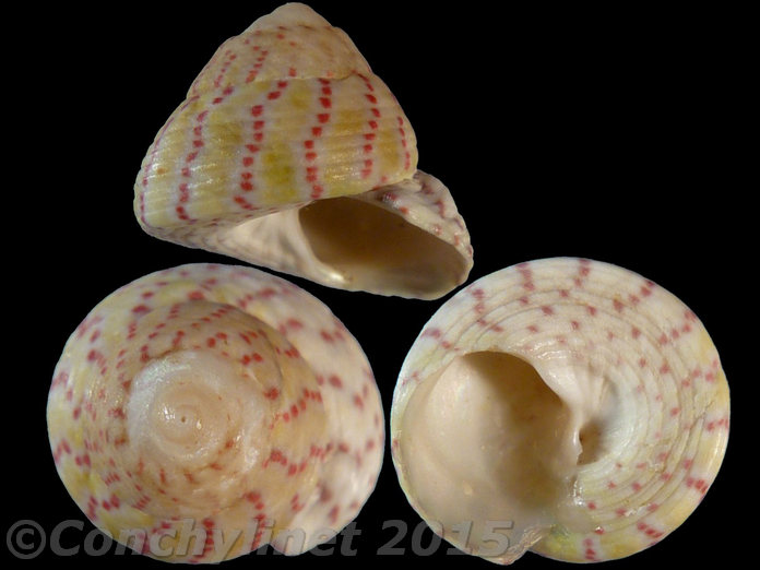 Gibbula rarilineata