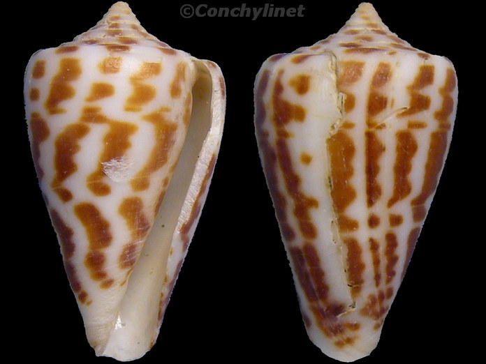 Conus spurius