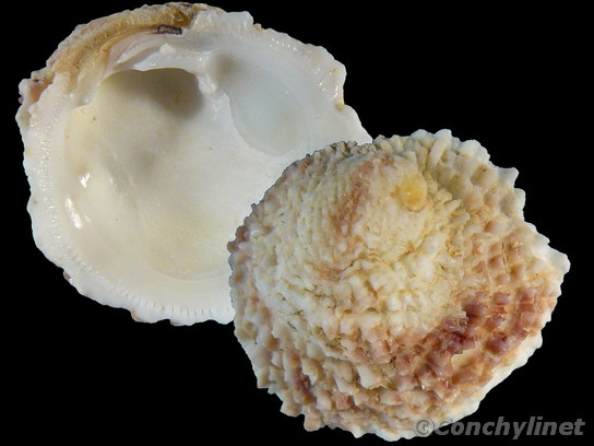 Pseudochama gryphina