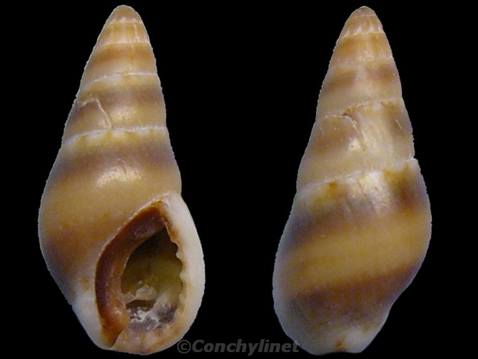 Mitrella scripta