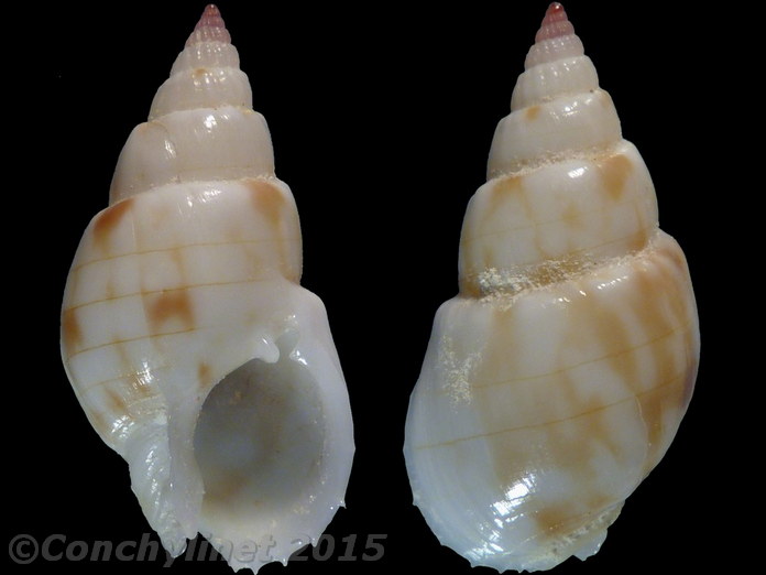 Nassarius glans