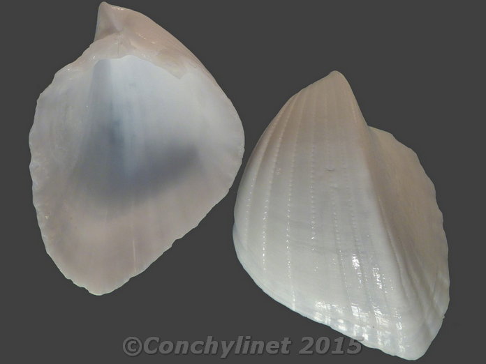 Fragum retusum