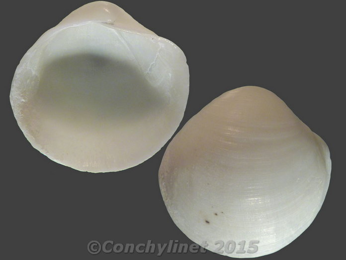 Euanodontia ovulum