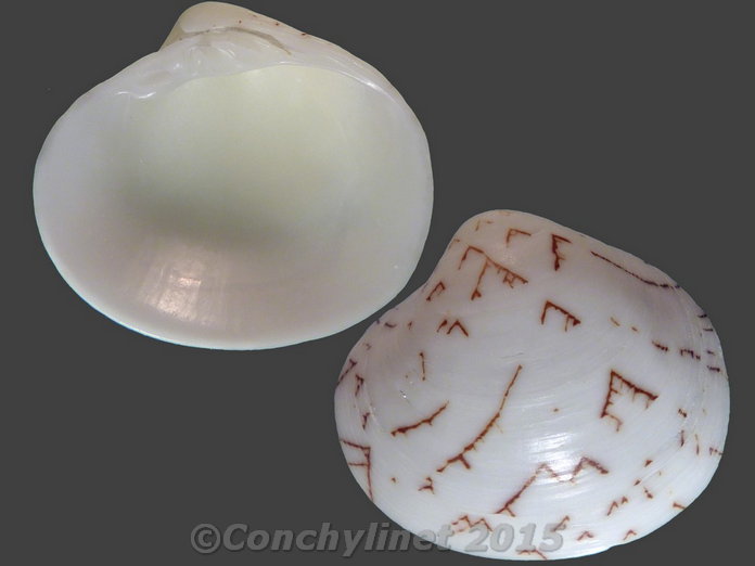Lioconcha tigrina