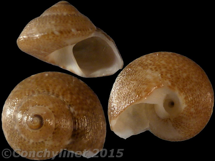 Gibbula umbilicaris