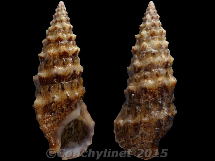 Cerithium vulgatum
