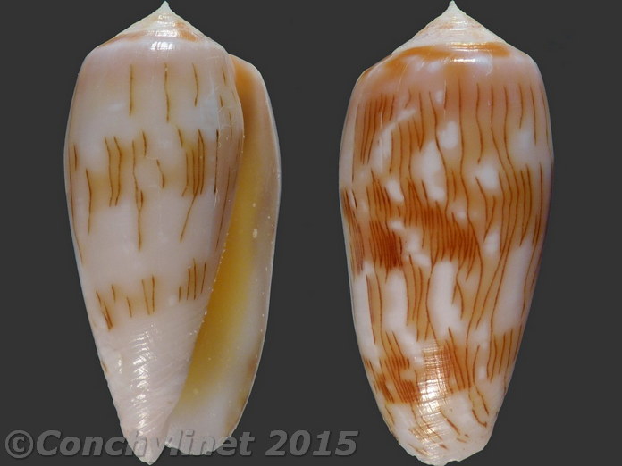 Conus julii