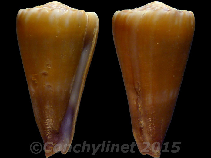 Conus moreleti Conus moreleti