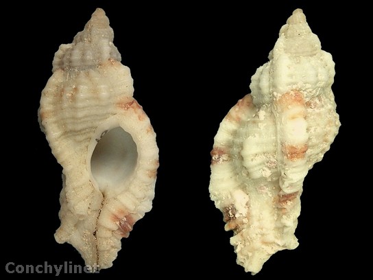 Pterynotus triqueter