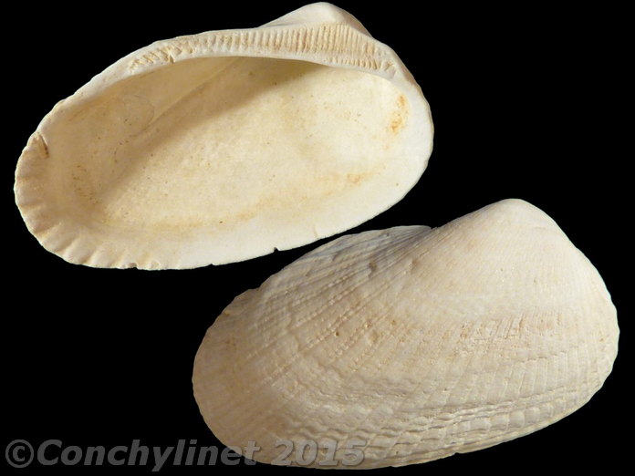 Sheldonella lateralis