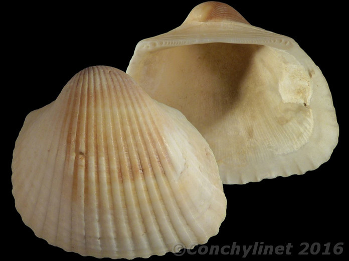 Anadara inaequivalvis