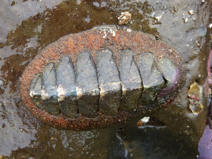 Dinoplax gigas