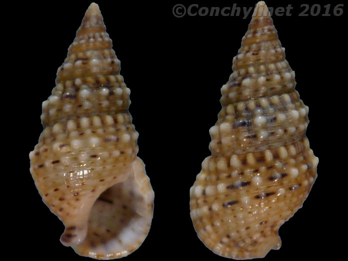 Cerithium crassilabrum Cerithium crassilabrum