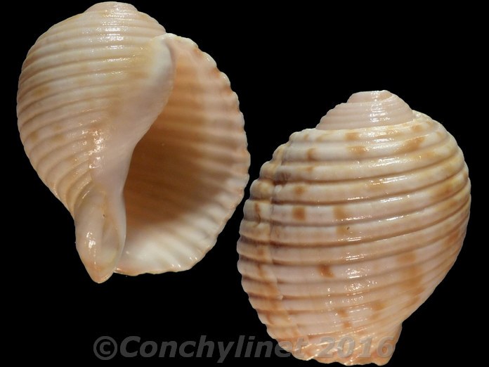 Tonna variegata