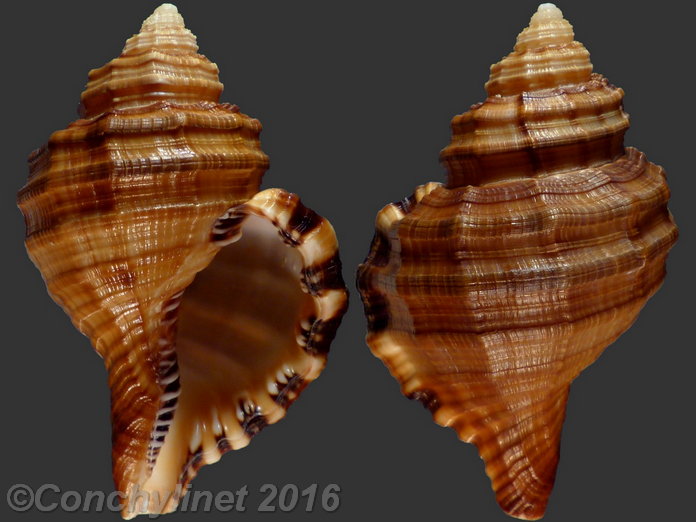 Monoplex parthenopeus