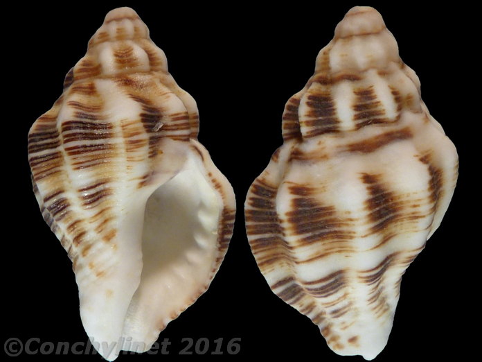 Cantharus proteus