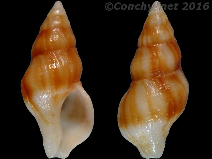 Peristernia fuscotincta