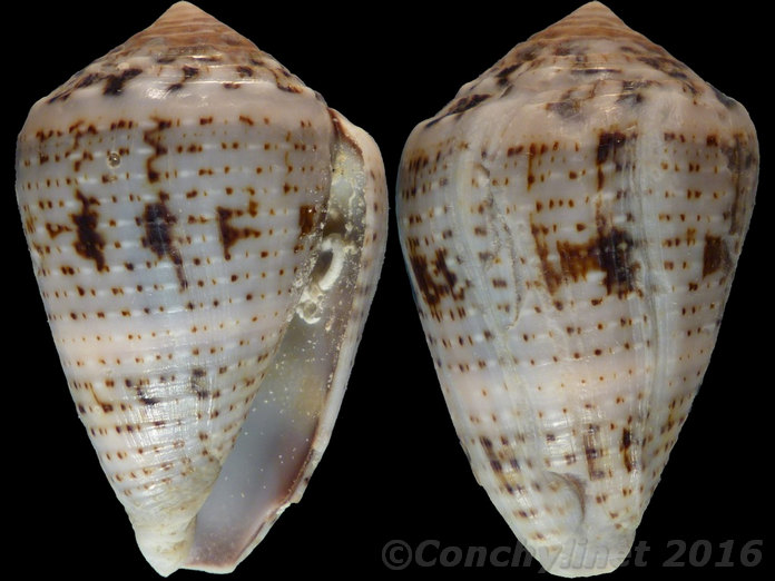 Conus coronatus